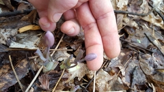 Jeffersonia diphylla