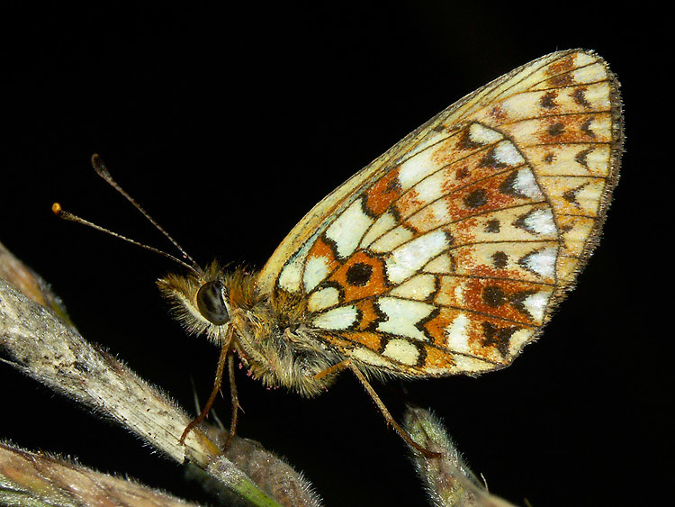 Silverbordered Fritillary (Pyrenees' Biodiversity) · iNaturalist