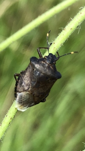 Bronze Shield Bug