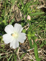 Callirhoe alcaeoides