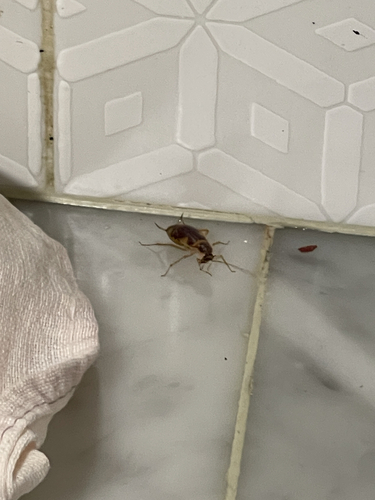 Brown-banded Cockroach