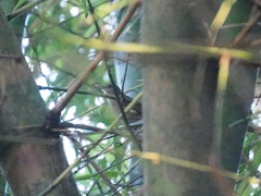 Malacocincla sepiaria