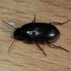 Amara communis