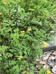 Corydalis pallida tenuis
