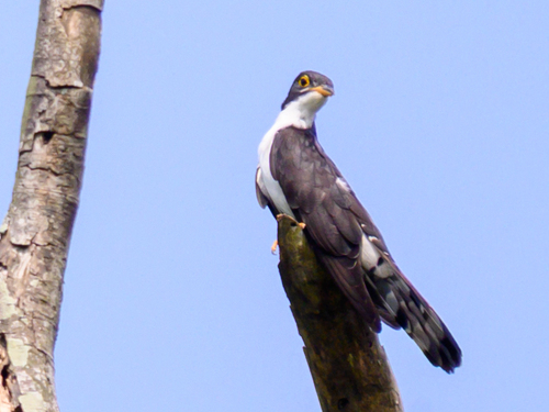 Thick-billed Cuckoo