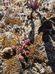 Sedum brevifolium, photograph (c) frangp, some rights reserved (CC BY)