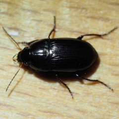 Amara communis