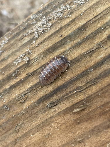 Common Pill Woodlouse