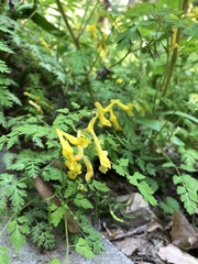 Corydalis pallida tenuis