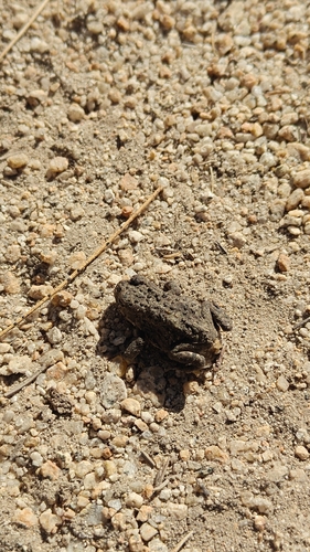 iNaturalist observation photo of Frogs and Toads