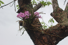 Aerides maculosa