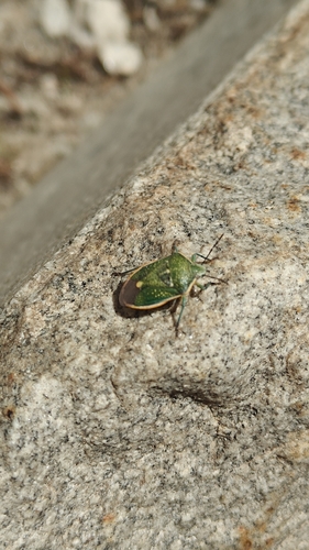 iNaturalist observation photo of Chlorochroa