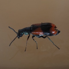 Anthocomus equestris
