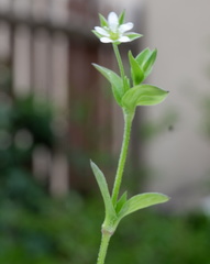 Moehringia trinervia