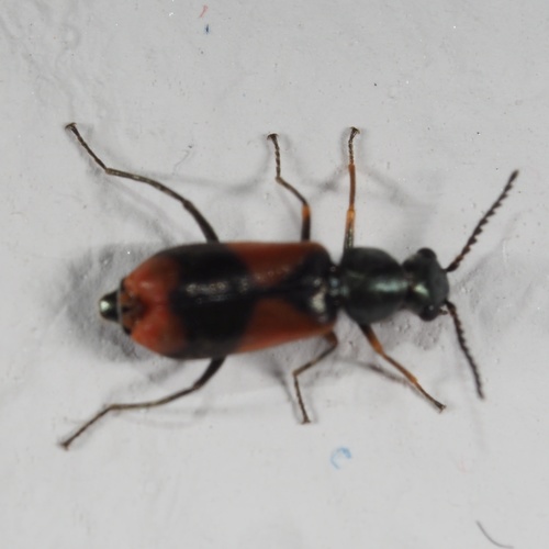 Eurasian Red-and-black Melyrid, photo 3 of 10