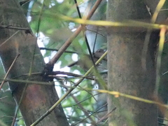 Malacocincla sepiaria