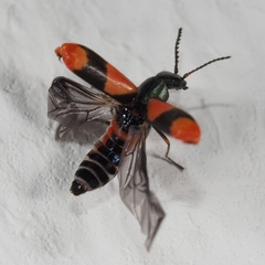 Anthocomus equestris