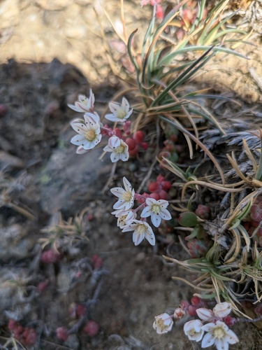 Sedum brevifolium, photograph 4