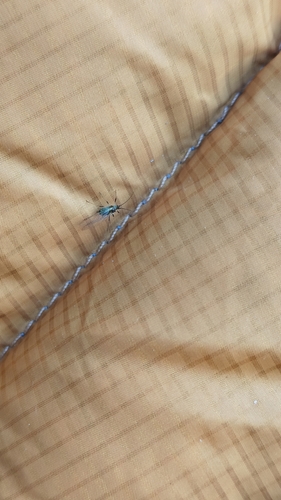 iNaturalist observation photo of Insects