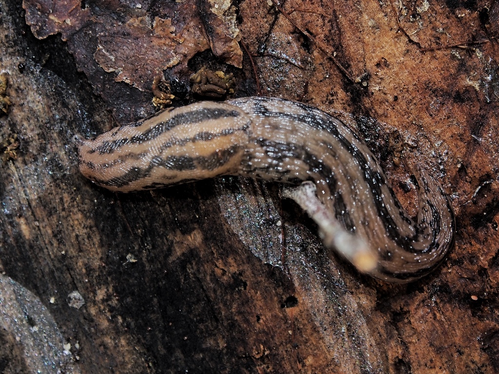 Threeband Slugs (Savary Island ) · iNaturalist