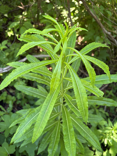 fireweed