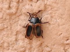 Iphiclus haematocephalus