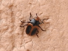 Iphiclus haematocephalus