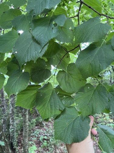 Tilia dasystyla, photograph 6