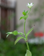 Moehringia trinervia