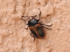 Iphiclus haematocephalus