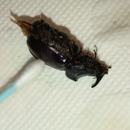 Greek rhinoceros beetle
