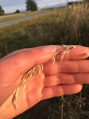 Arrhenatherum elatius