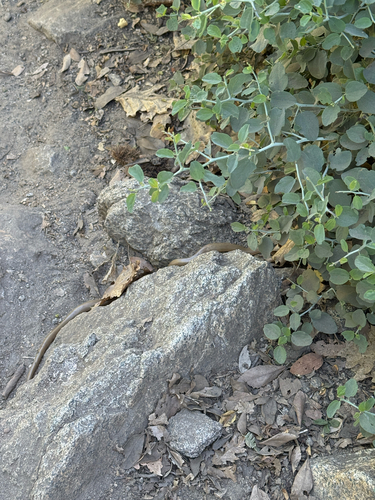iNaturalist observation photo of Northern Rubber Boa