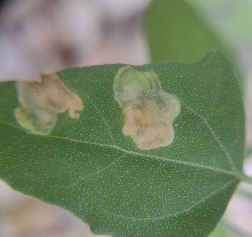 Beet Leafminer