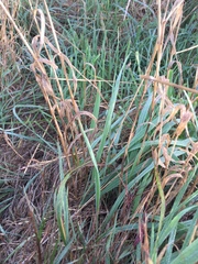 Arrhenatherum elatius