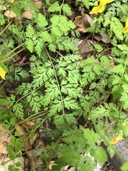 Corydalis pallida tenuis