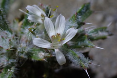 Loeseliastrum schottii