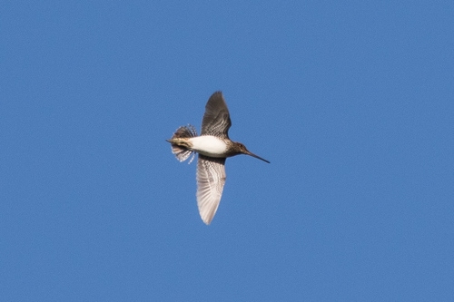 Pantanal Snipe (Gallinago paraguaiae), photo 8