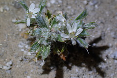 Loeseliastrum schottii