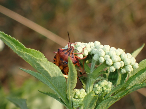 Red Shield Bug