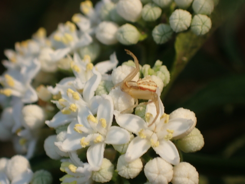 Runcinia grammica