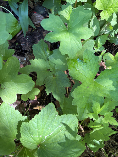 common cowparsnip