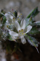 Loeseliastrum schottii