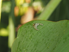 Hyllus diardi