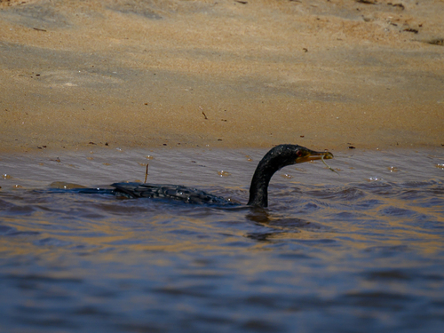 Reed Cormorant