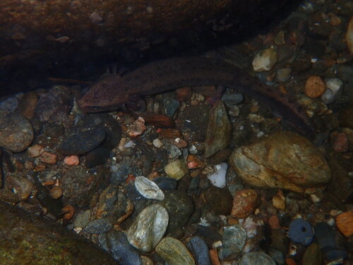 Common Mudpuppy observed by warmouthkee