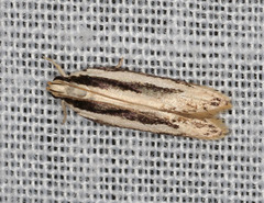 Ardozyga chionoprora