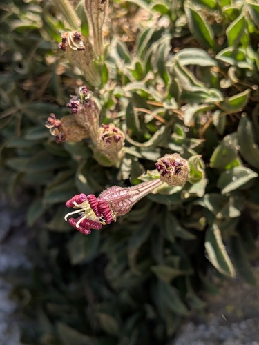 Silene boryi, photograph 2