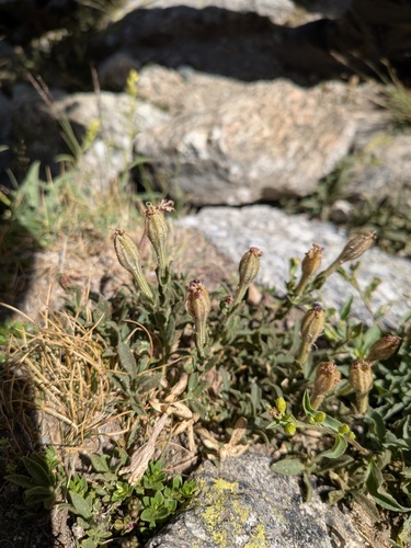 Silene boryi, photograph 1