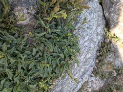Silene boryi